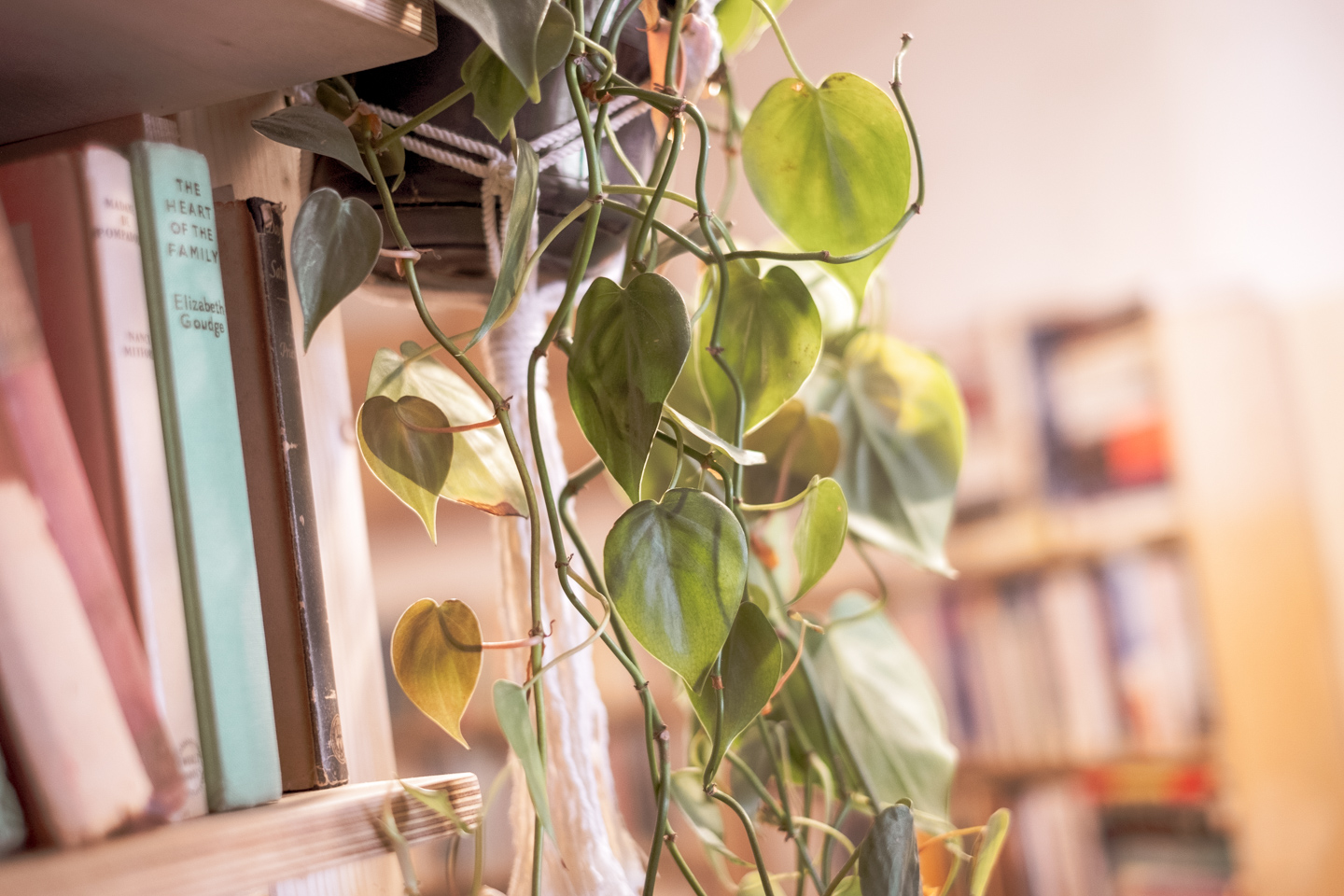 A detail of a bookshop pothos